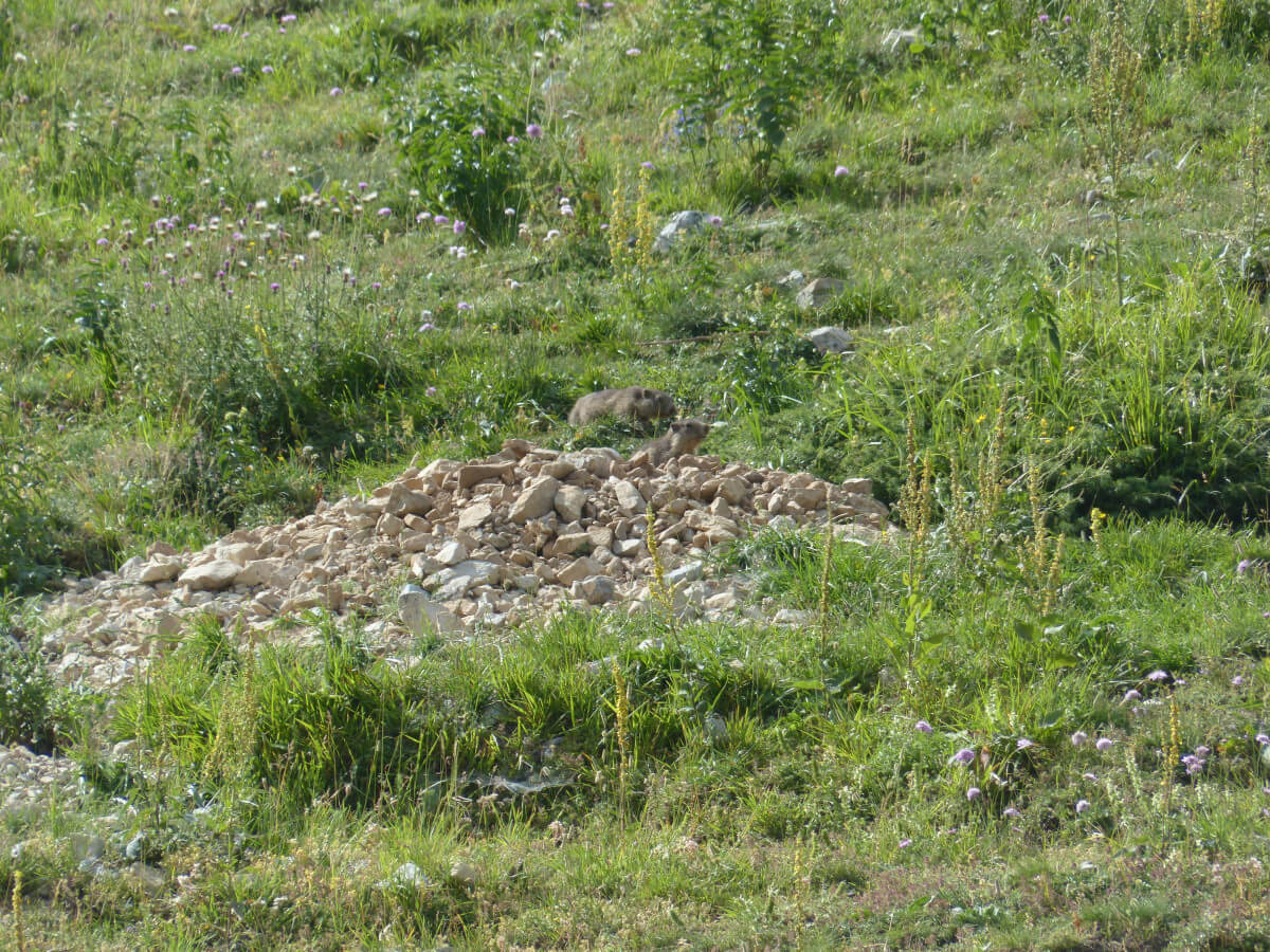 Marmotten verliezen leefgebied door klimaatverandering