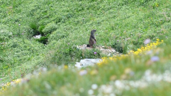 Alpenmarmot