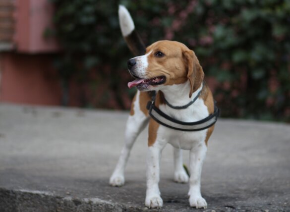 honden-DNA