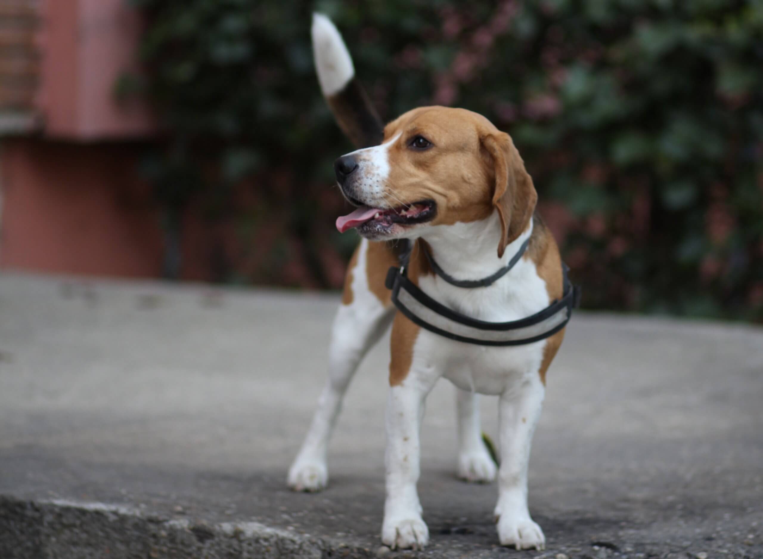honden-DNA