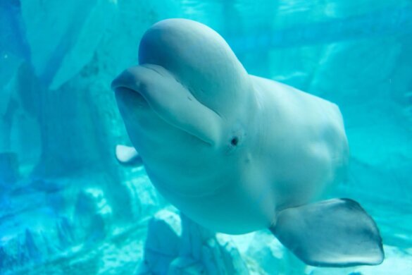 Beloega Peekachu overleden na verhuizing naar Shedd Aquarium