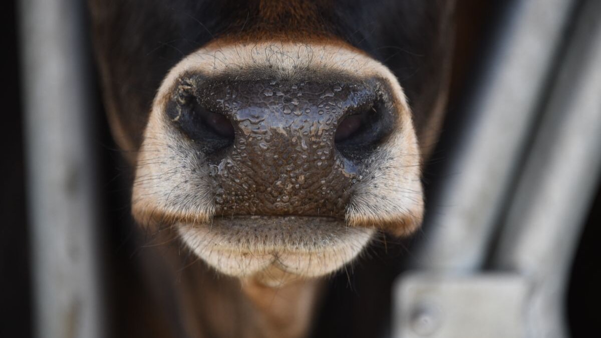 Brittany Ferries stopt met het vervoer van levende dieren