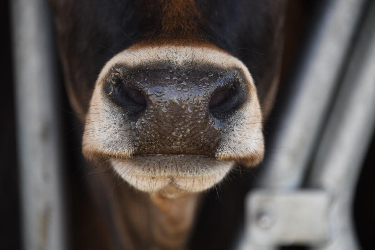 Brittany Ferries stopt met het vervoer van levende dieren