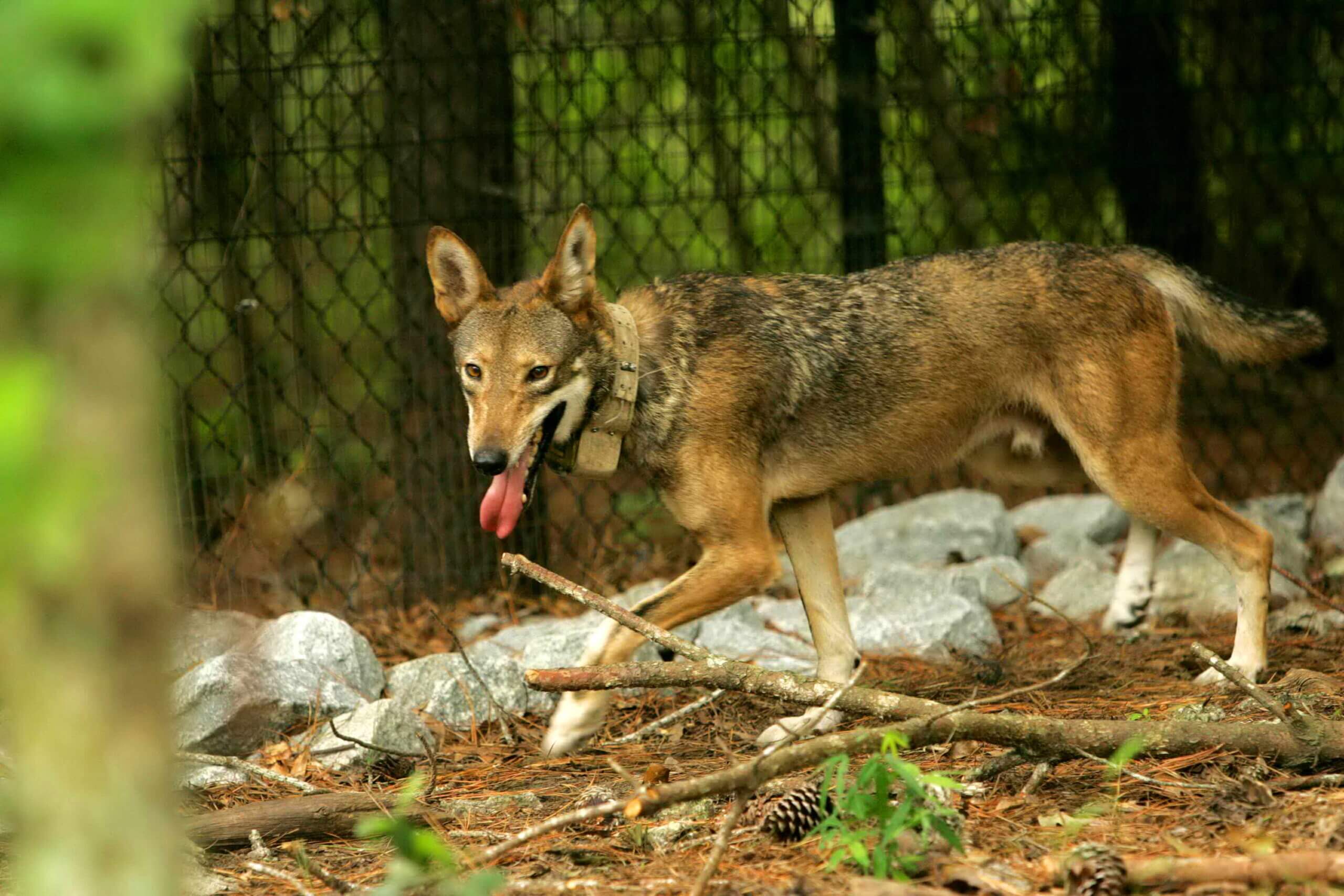 Sprankje hoop voor rode wolf in Amerika