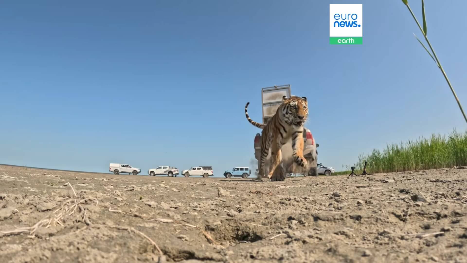 De tijger keert terug in Kazachstan