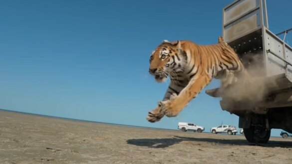 De tijger keert na 70 jaar terug in Kazachstan
