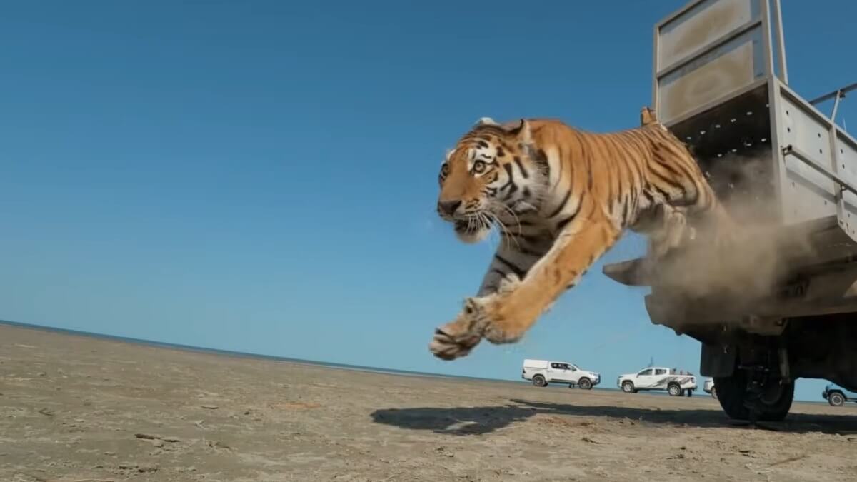 De tijger keert na 70 jaar terug in Kazachstan