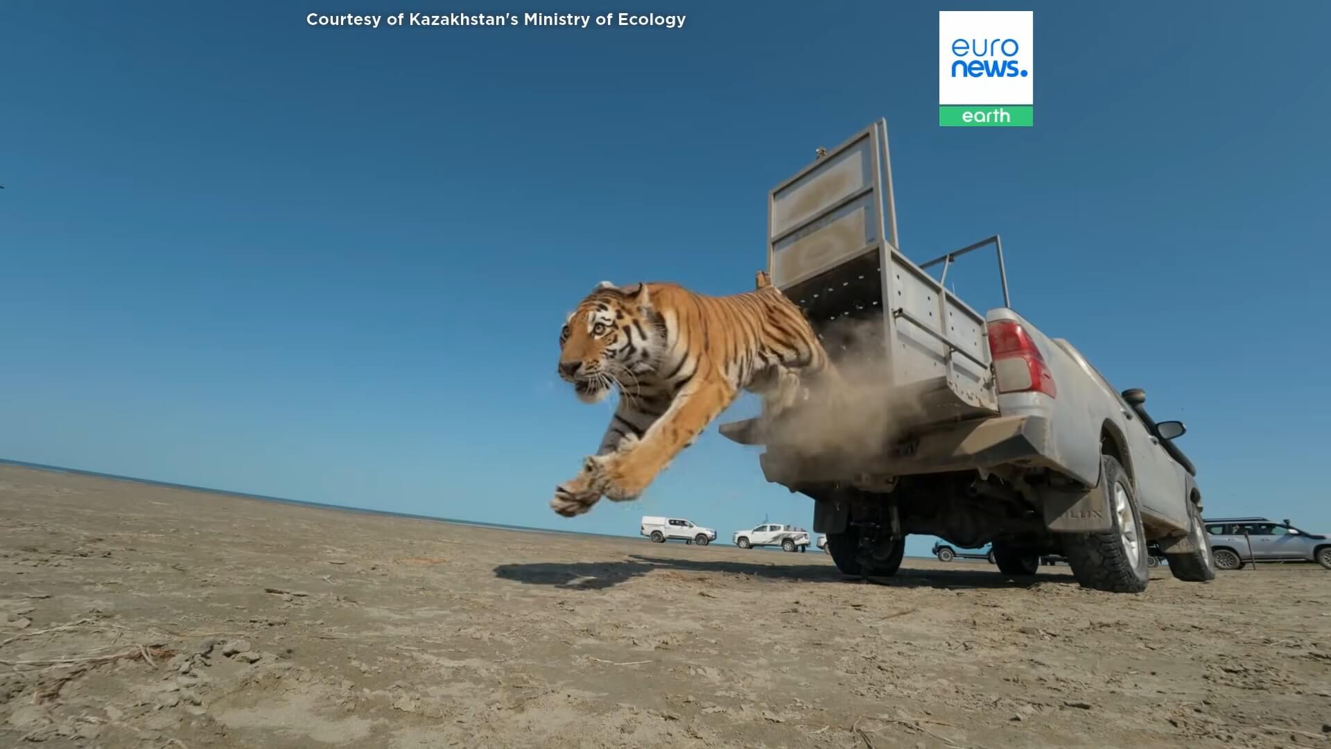 De tijger keert terug in Kazachstan