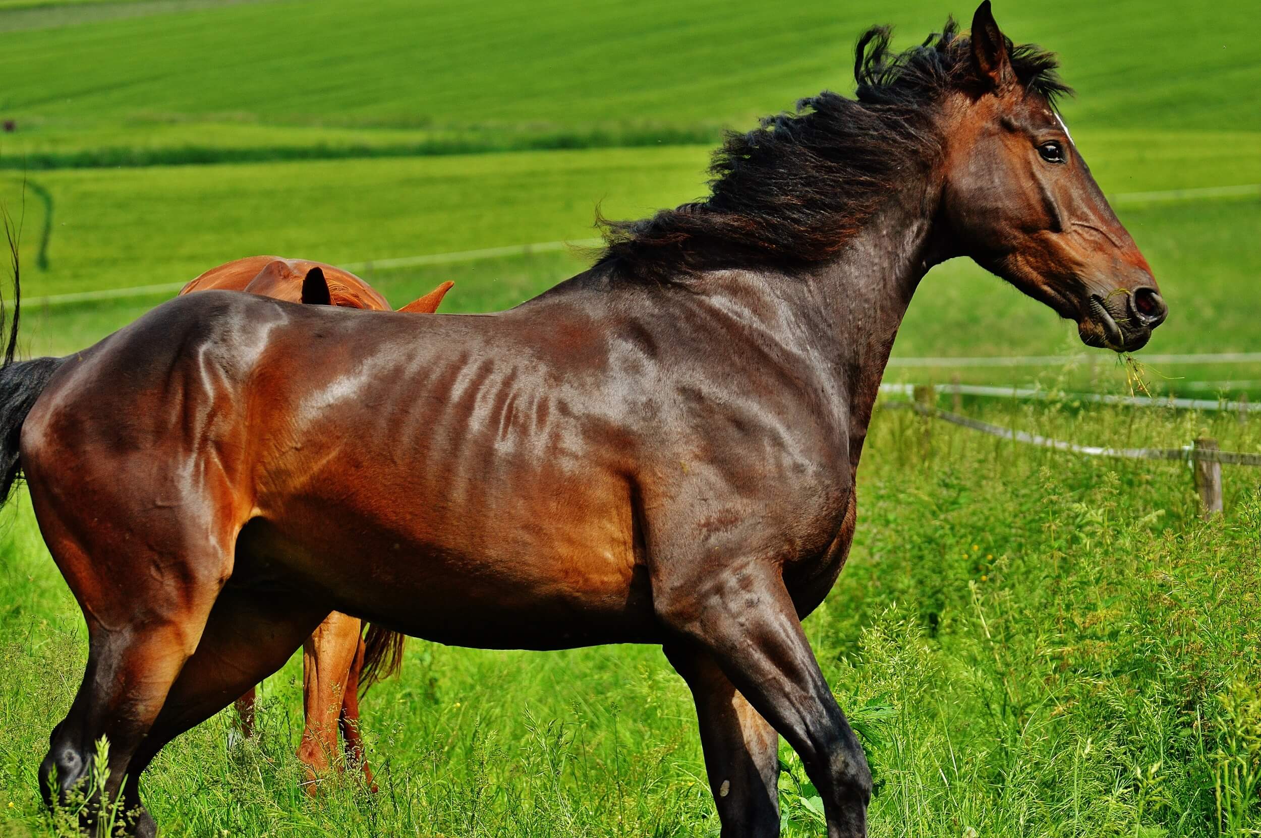 Paarden schrikken snel
