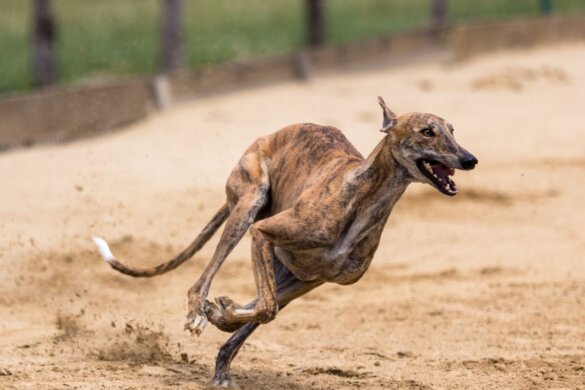 Einde greyhoundraces in Chili dichterbij