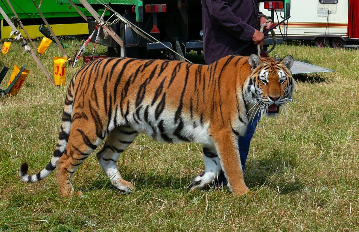 Hongaarse circussen met wilde dieren verboden