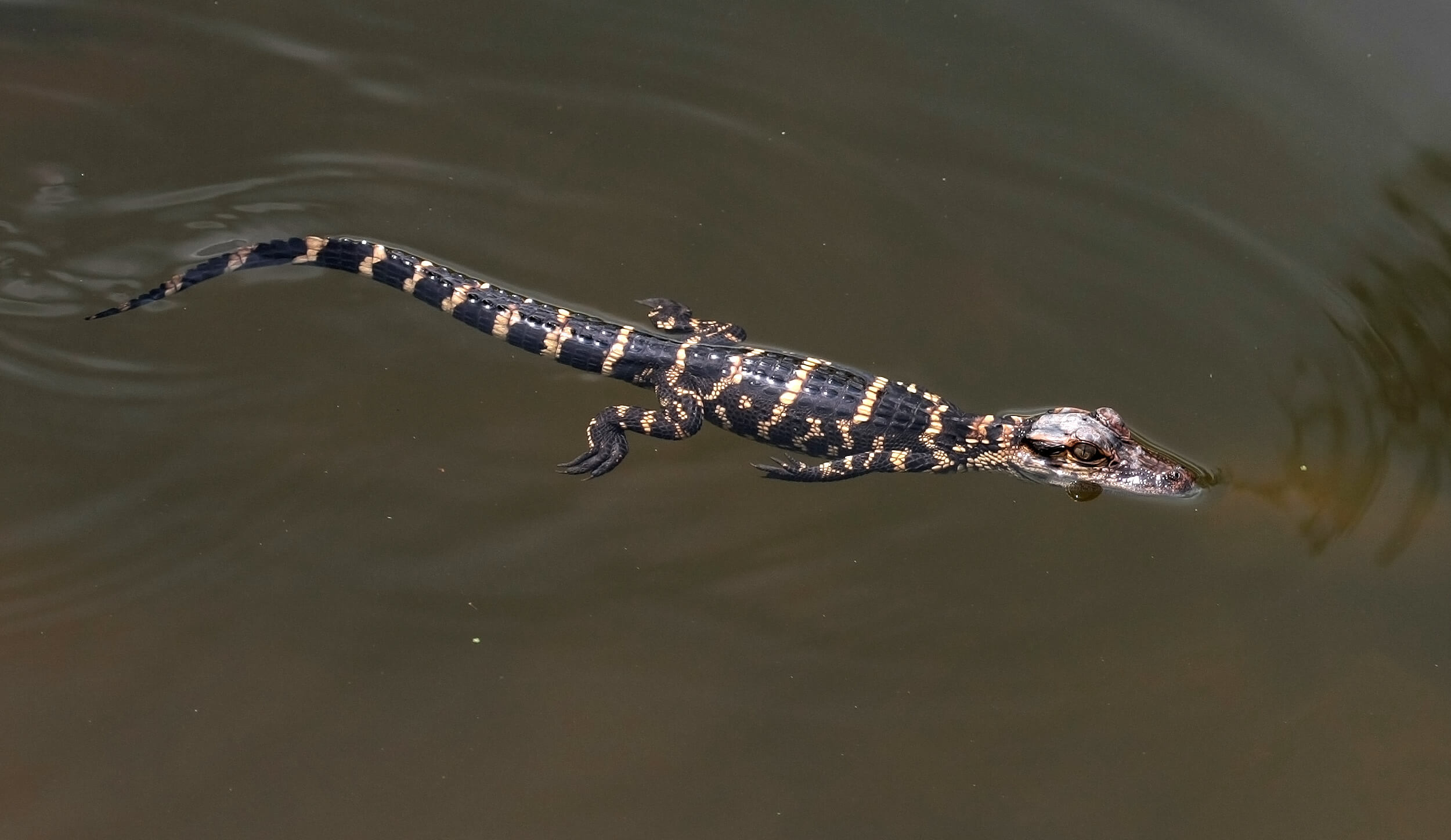 alligators