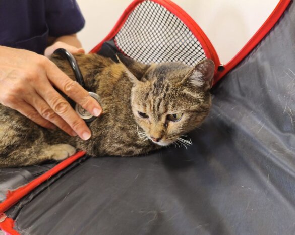 Noodhulp voor dieren getroffen door de bosbranden in Spanje. De snorharen van deze kat zijn verbrand