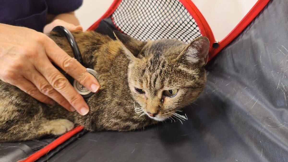 Noodhulp voor dieren getroffen door de bosbranden in Spanje. De snorharen van deze kat zijn verbrand