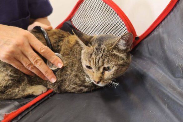 Noodhulp voor dieren getroffen door de bosbranden in Spanje. De snorharen van deze kat zijn verbrand