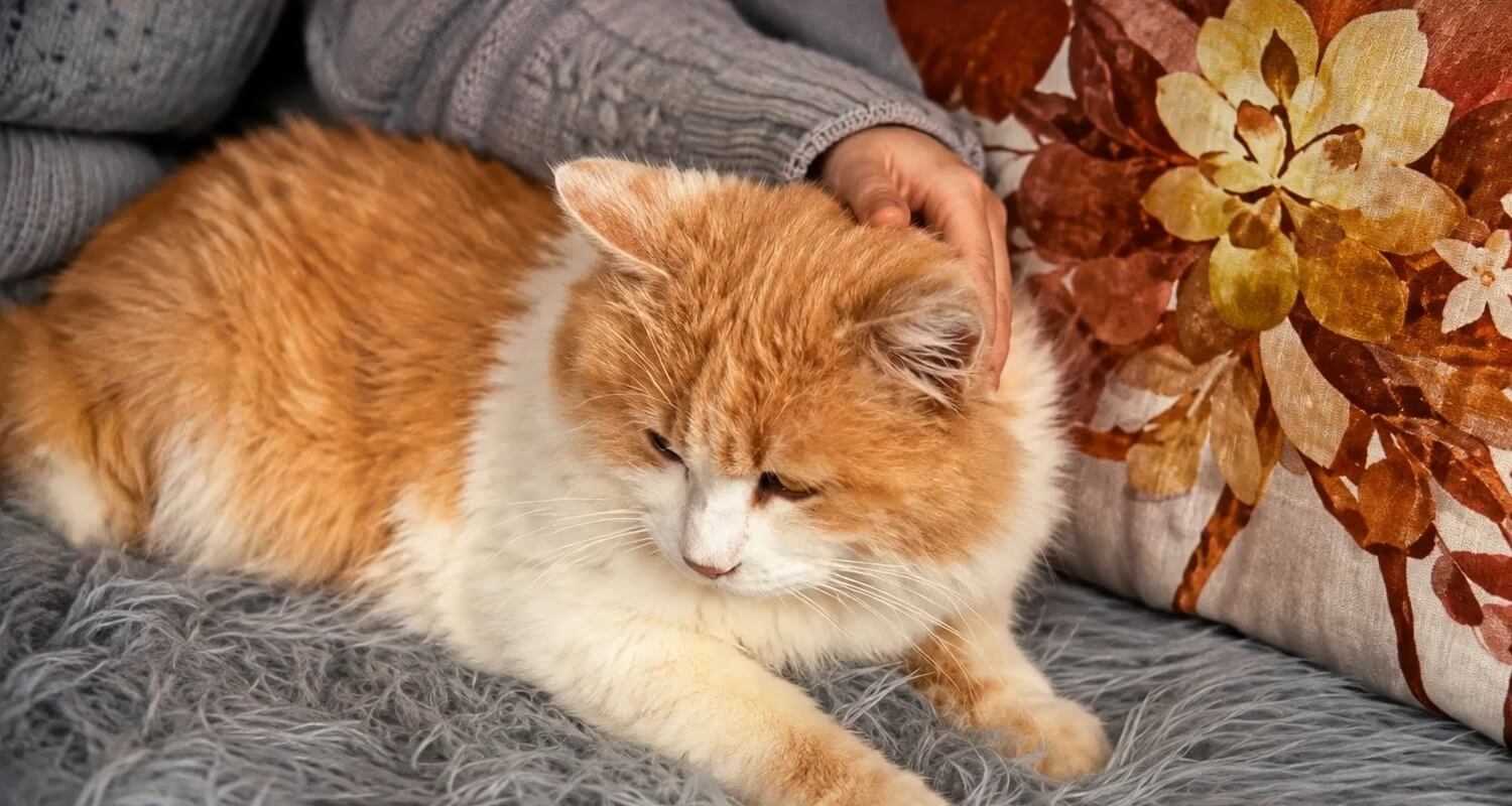 Woede na vrijspraak van sadistische kattenmoordenaars in Tirol