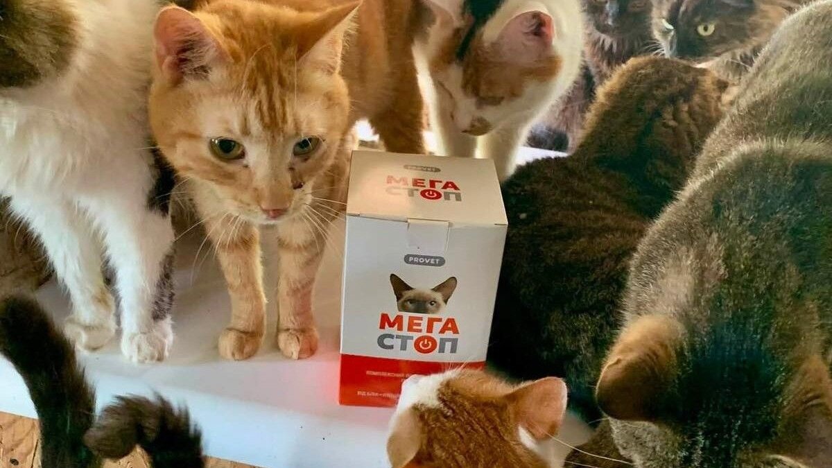 Happy Paw: Noodhulp voor 5.483 oorlogsdieren in Oekraïne