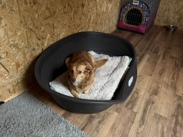 Drie neuwe hondenverblijven voor oorlogshonden bij City of Dogs