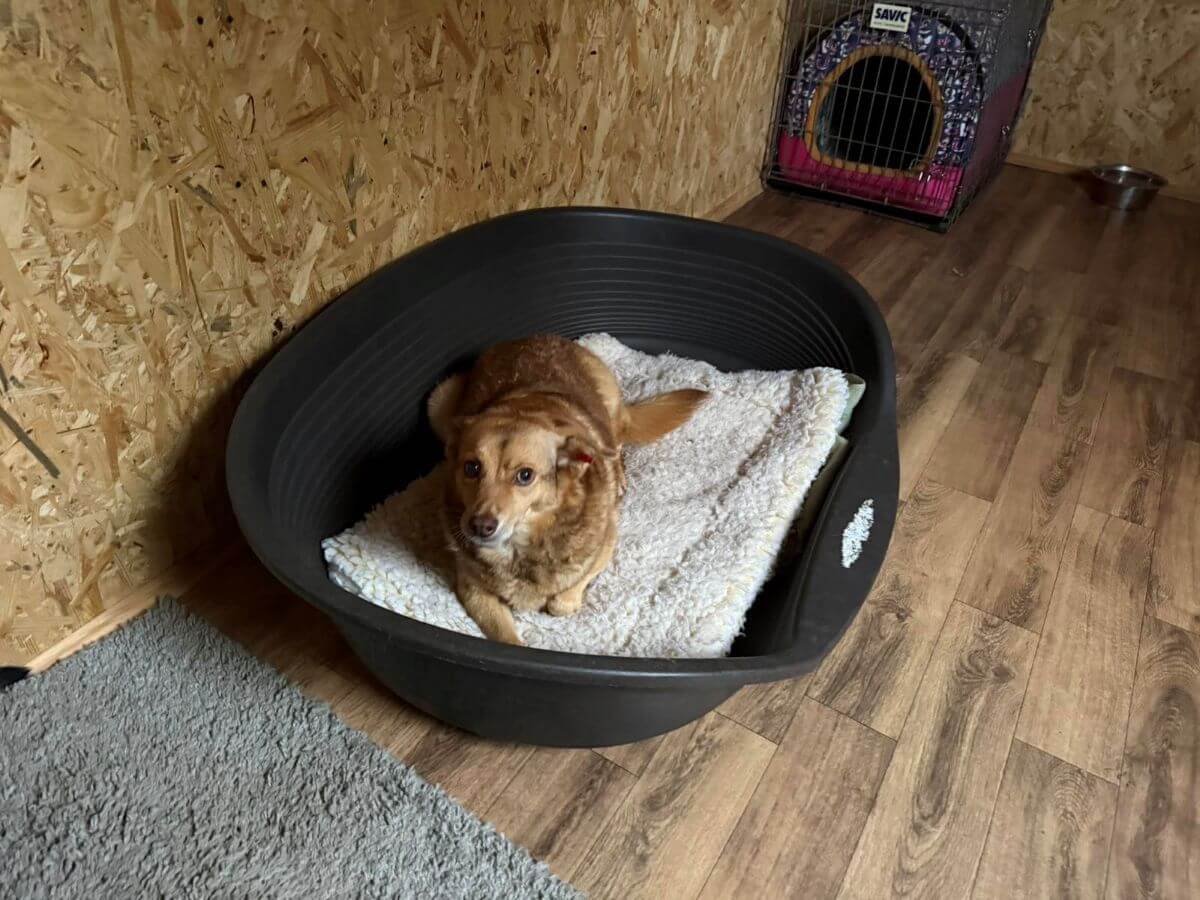 Drie nieuwe hondenverblijven voor oorlogshonden bij City of Dogs