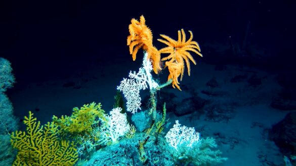 Leven in de oceaan bij Palau