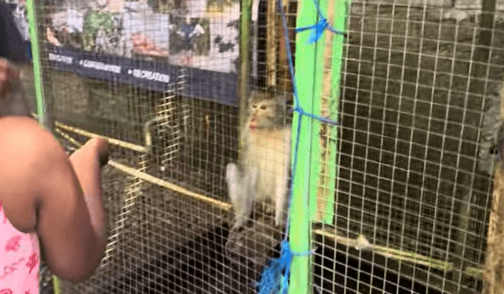 Fantasi
