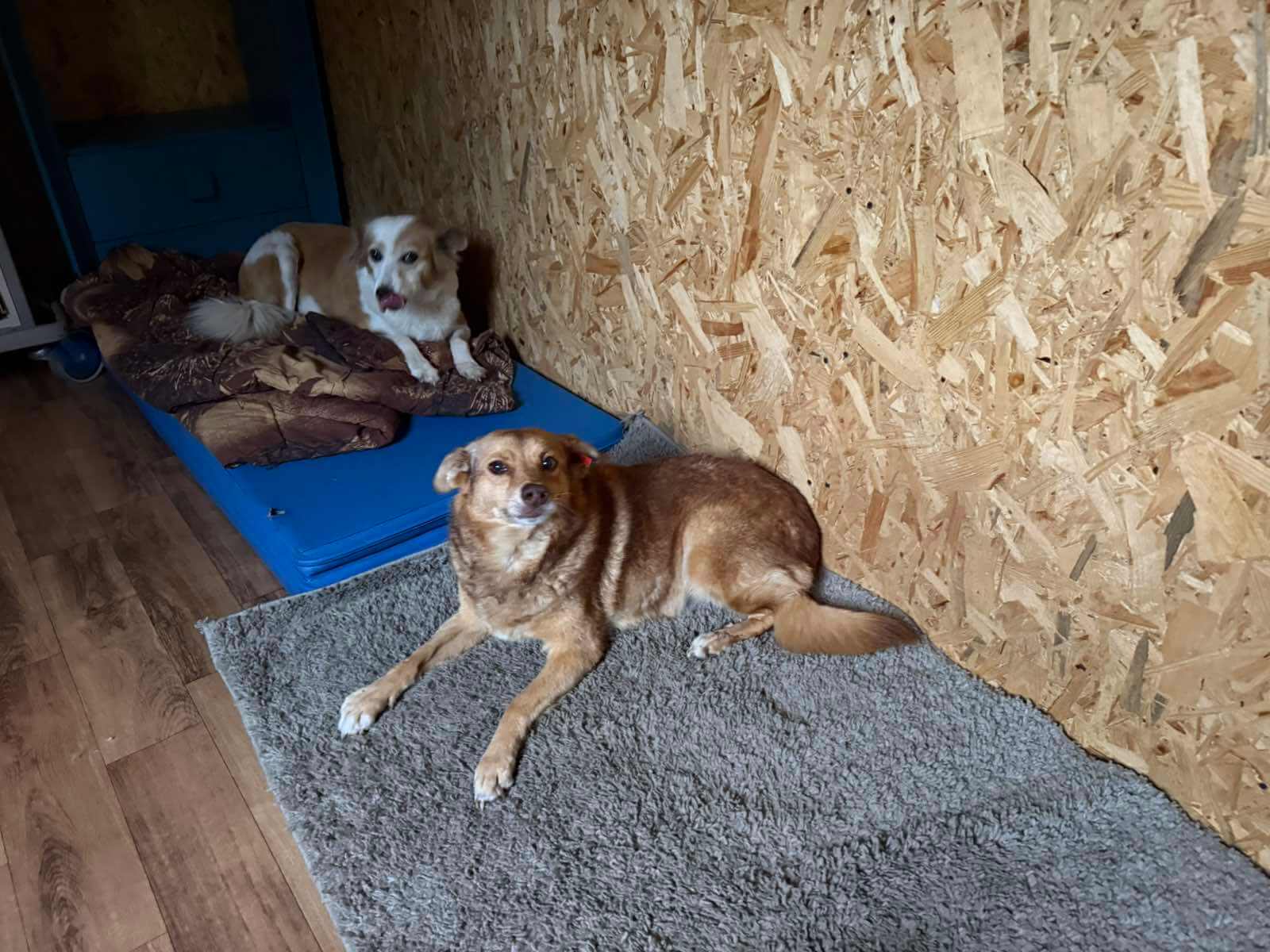 De senioren hebben het goed in de door House of Animals aangeschafte container