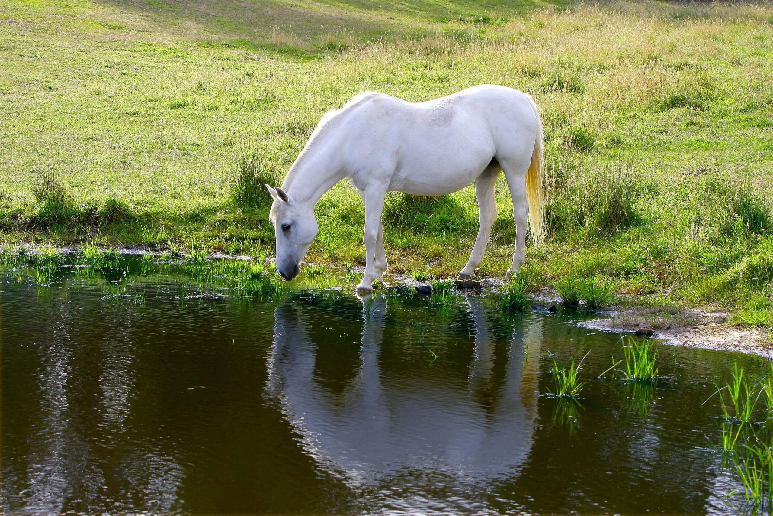 Hoe ervaren paarden de wereld?
