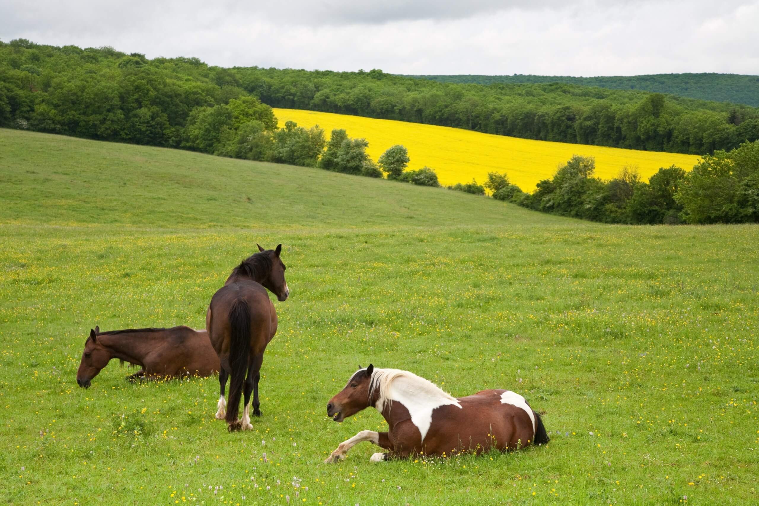 Paarden in open veld