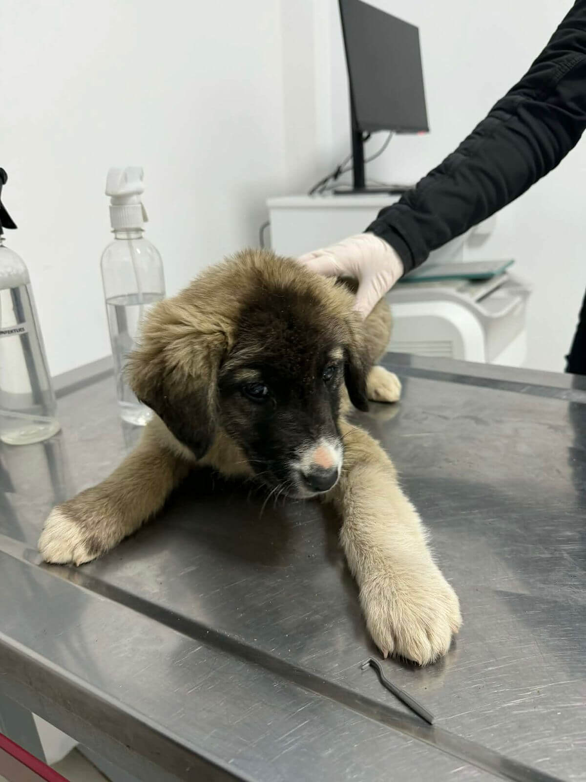 De pup is gelukkig geadopteerd in Zweden 