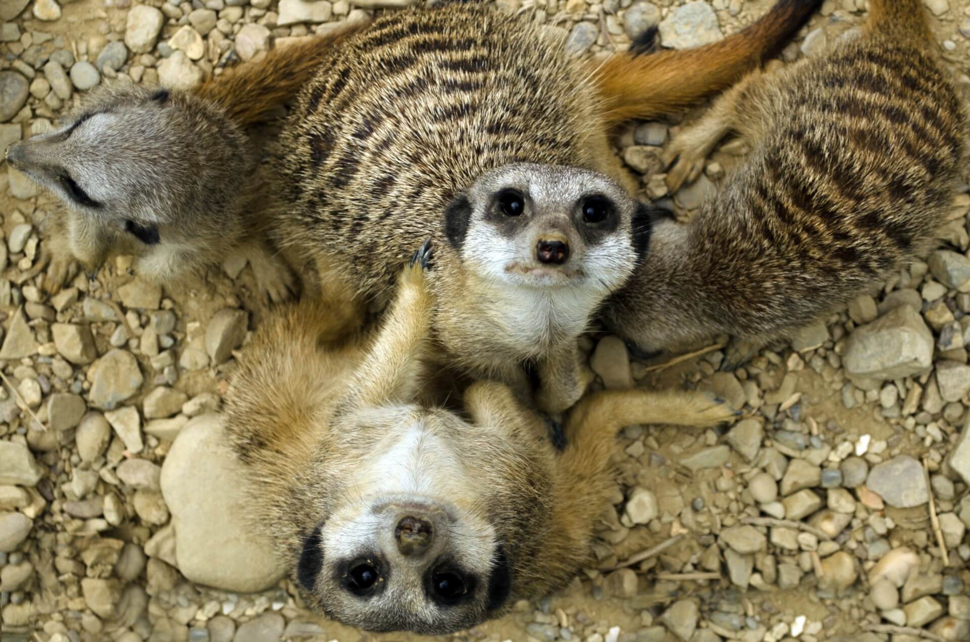 Dieren reageren heel verschillend op een zonsverduistering