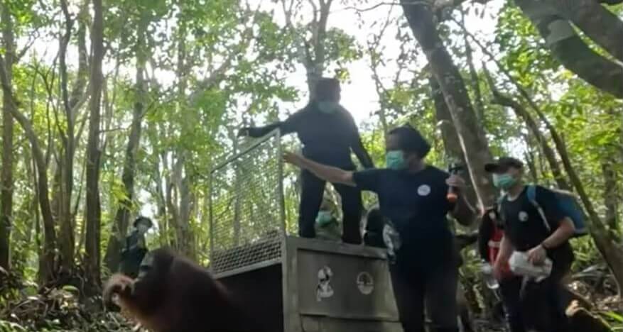 Bosbranden bedreigen ook orang-oetans in Borneo