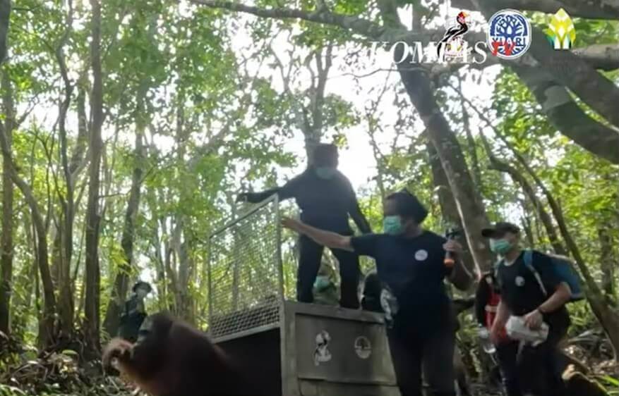 Bosbranden bedreigen ook orang-oetans in Borneo