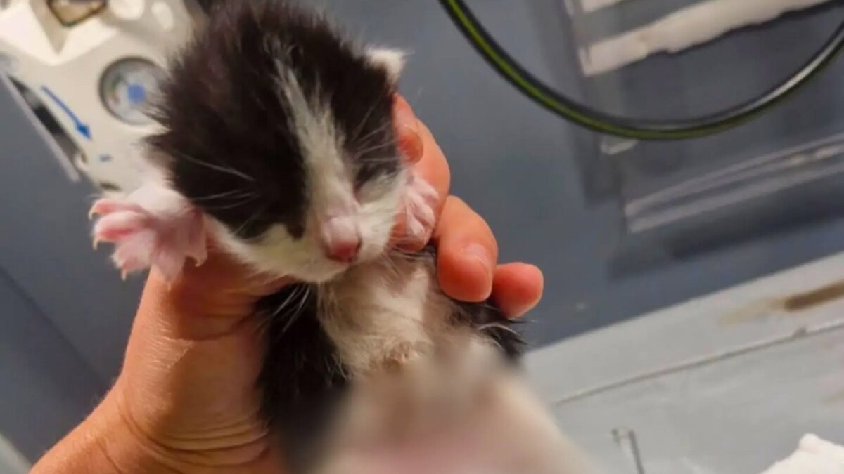 Politie: wie weet meer over verminkte kittens uit Amsterdam?