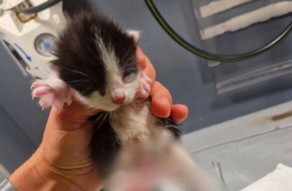 Politie: wie weet meer over verminkte kittens uit Amsterdam?