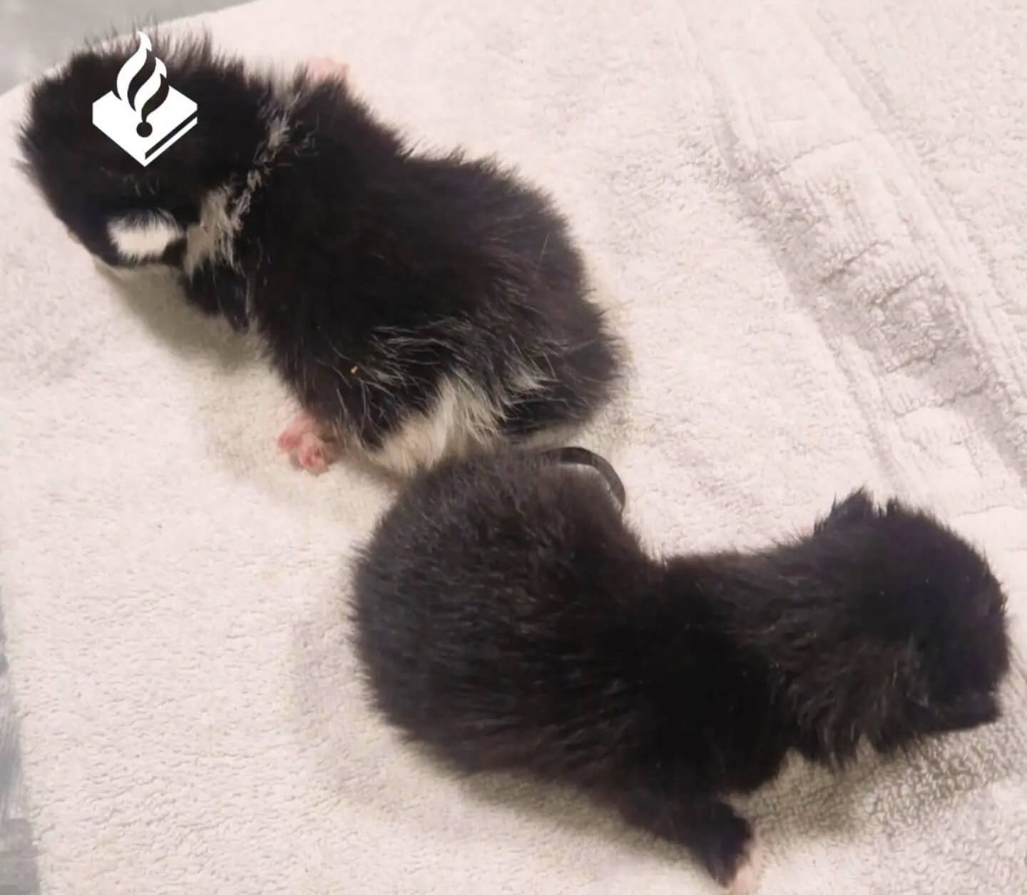 Politie: wie weet meer over verminkte kittens uit Amsterdam?