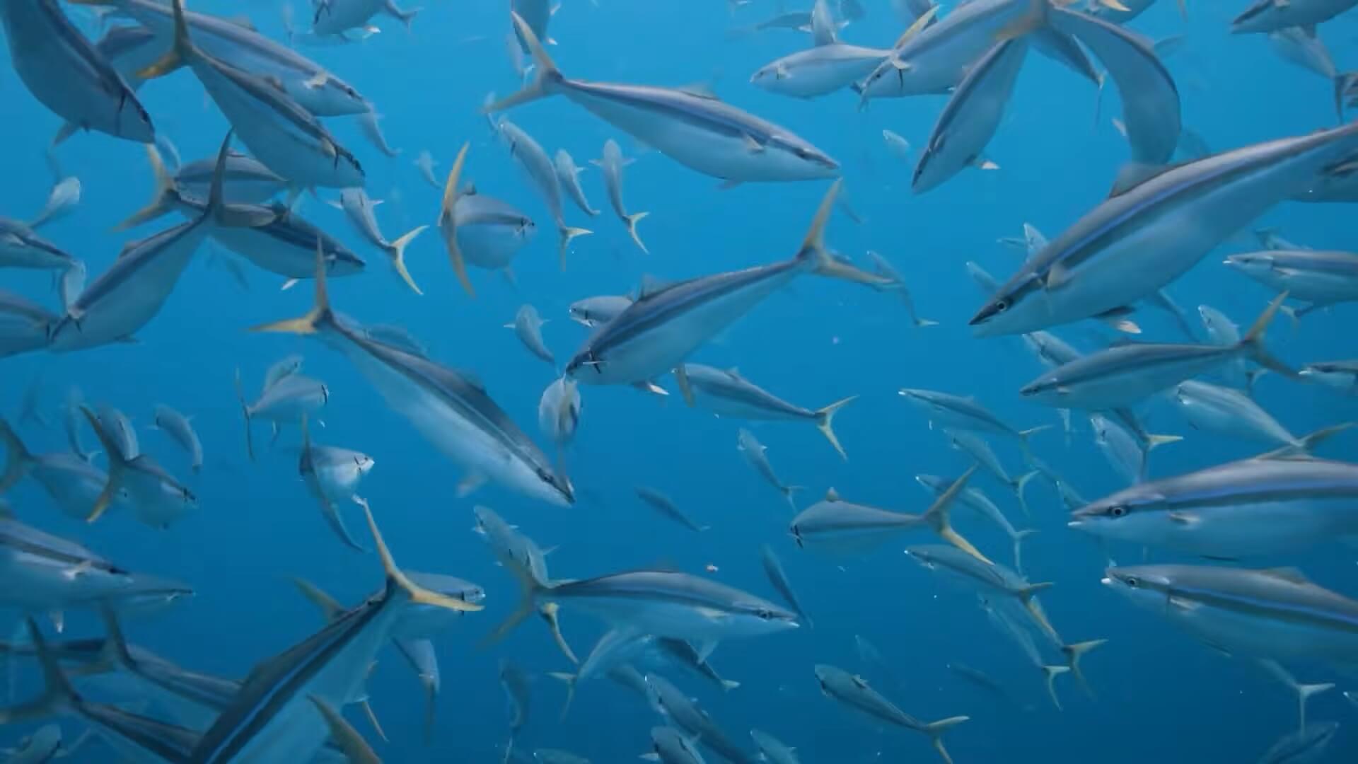 Natuurbescherming in Palau gaat heel ver