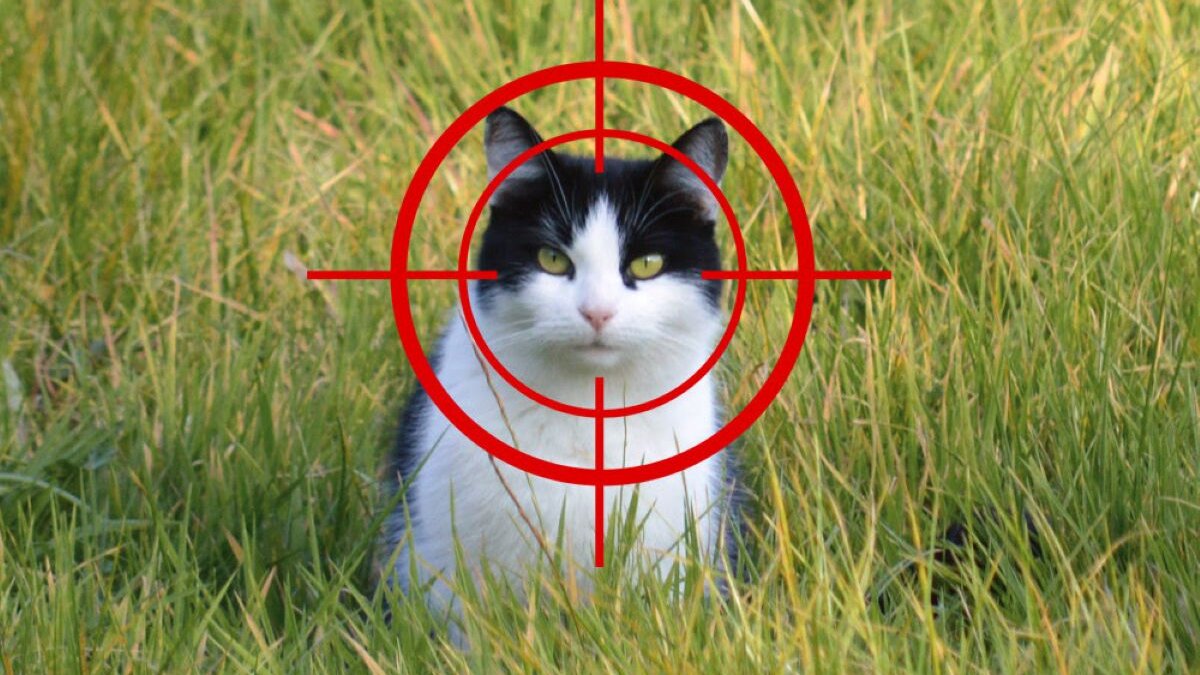 Stop met afschieten van zwerfkatten in Friesland