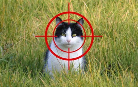 Stop met afschieten van zwerfkatten in Friesland