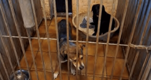 LID Enige optie voor dierenpension D'Aanloop is sluiten