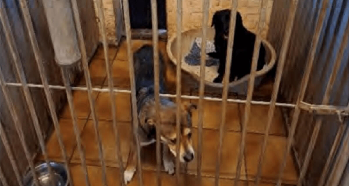LID Enige optie voor dierenpension D'Aanloop is sluiten