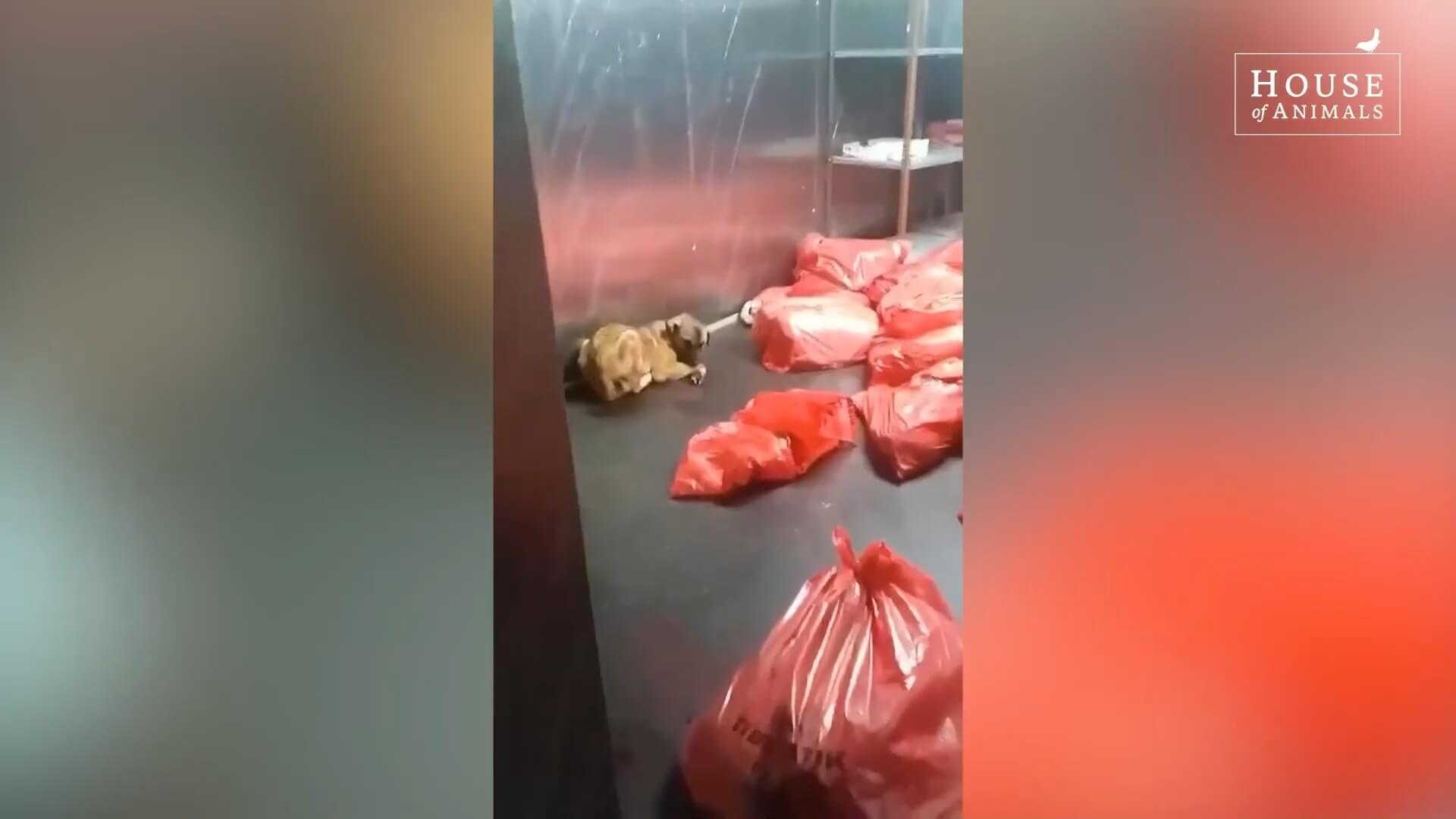 Gedode honden