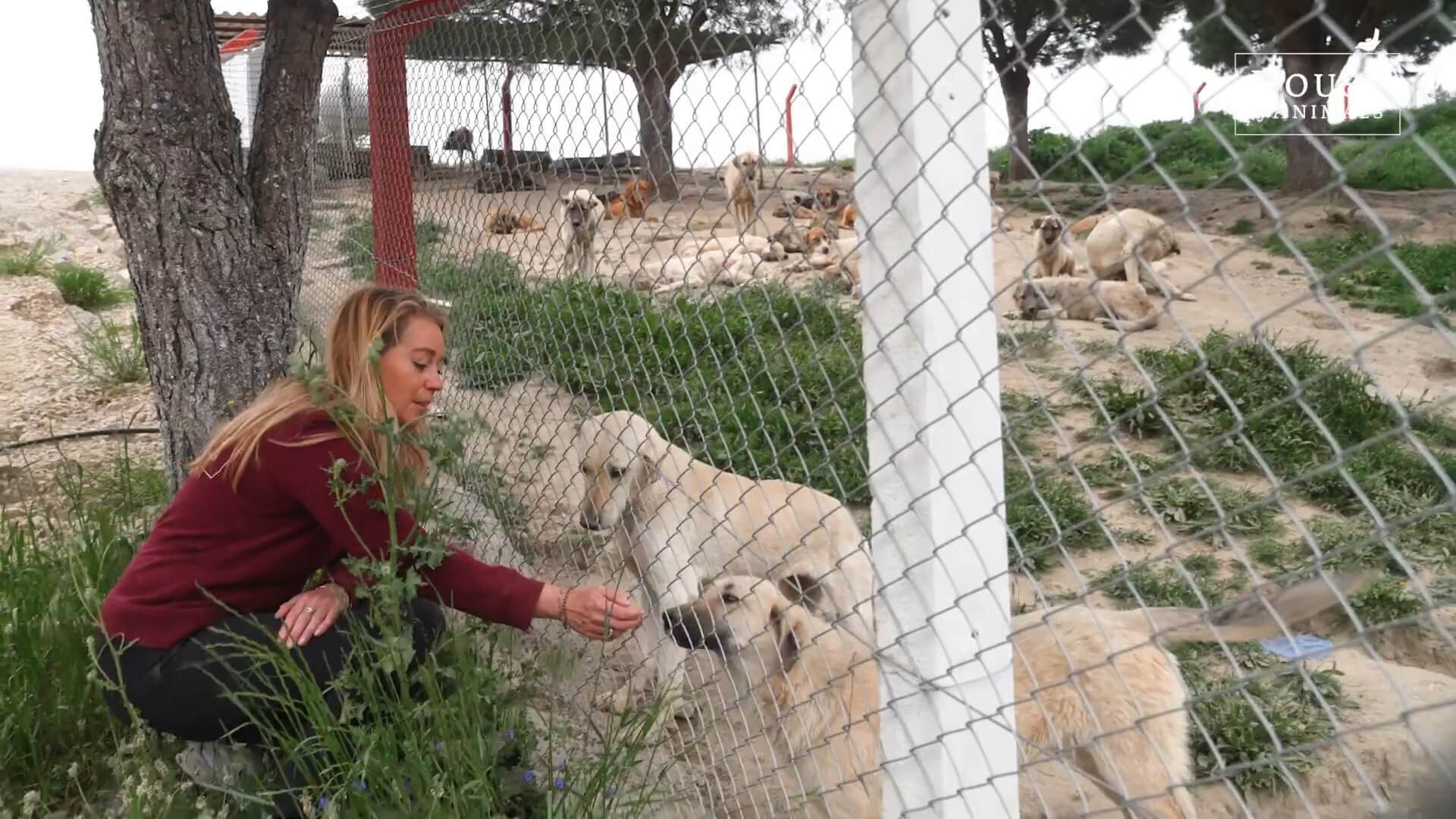 Karen Soeters met gevangen zwerfhonden