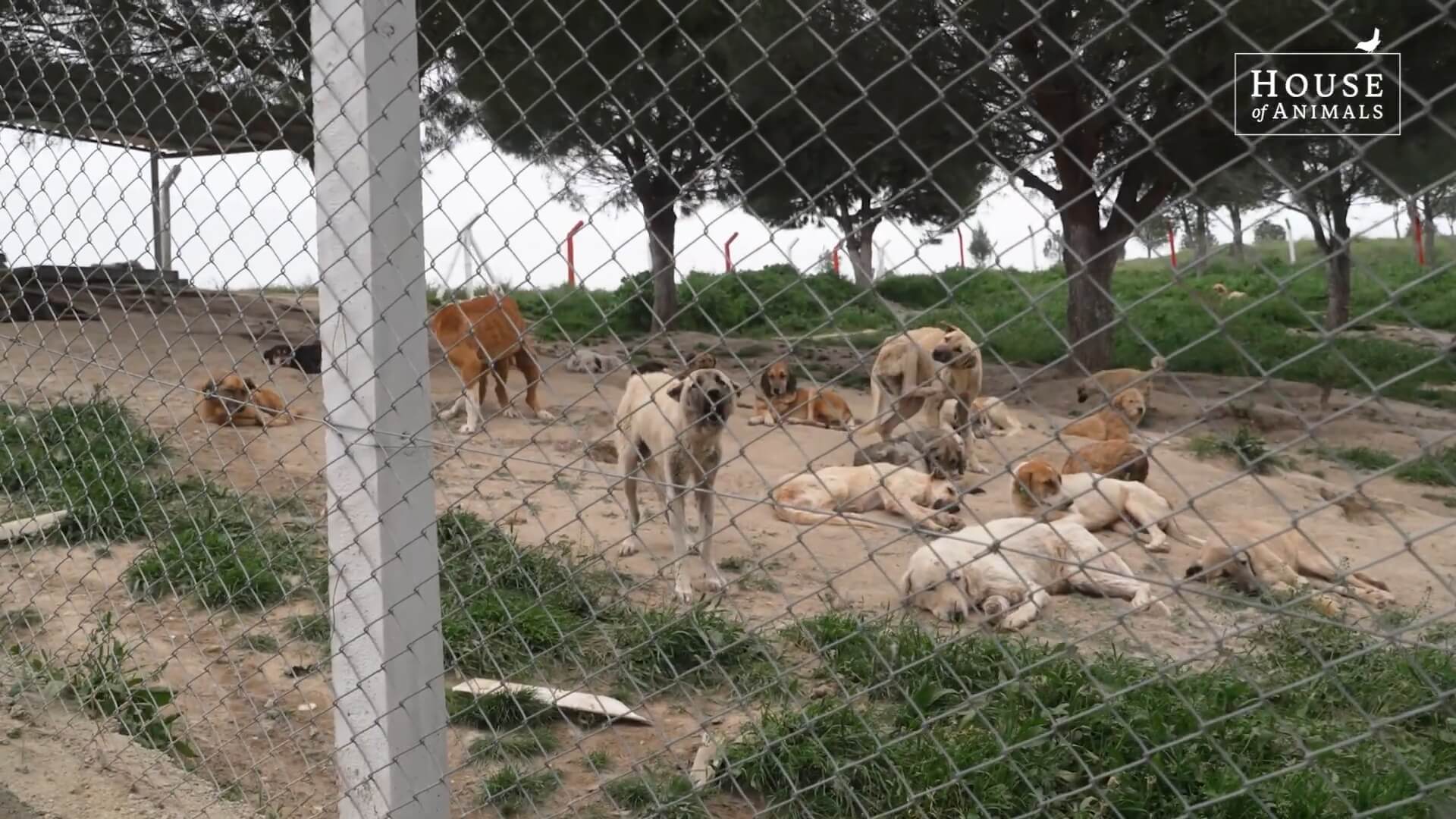 Concentratiekamp voor honden
