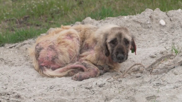 Slachtoffer van de Turkse Massacre Law