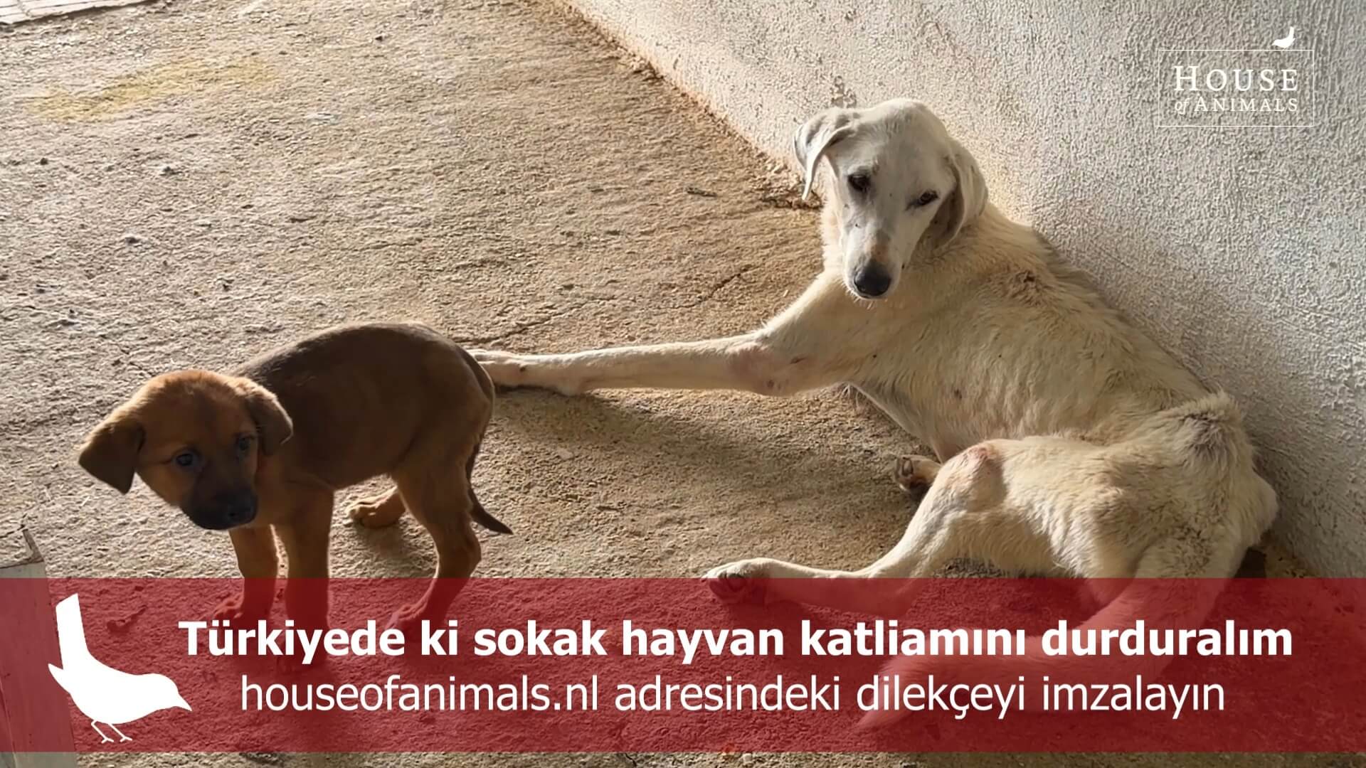 Petitie House of Animals tegen 'Massacre Law' nu ook in het Turks