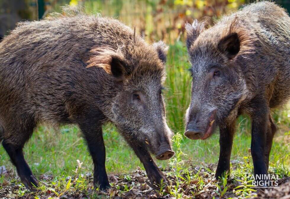 Kogels geschrapt: Apeldoornse zwijnen krijgen nieuwe kans