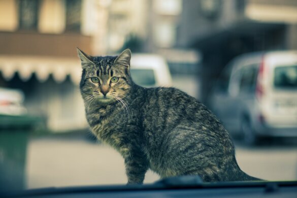 Nieuw Europees burgerinitiatief voor zwerfdieren