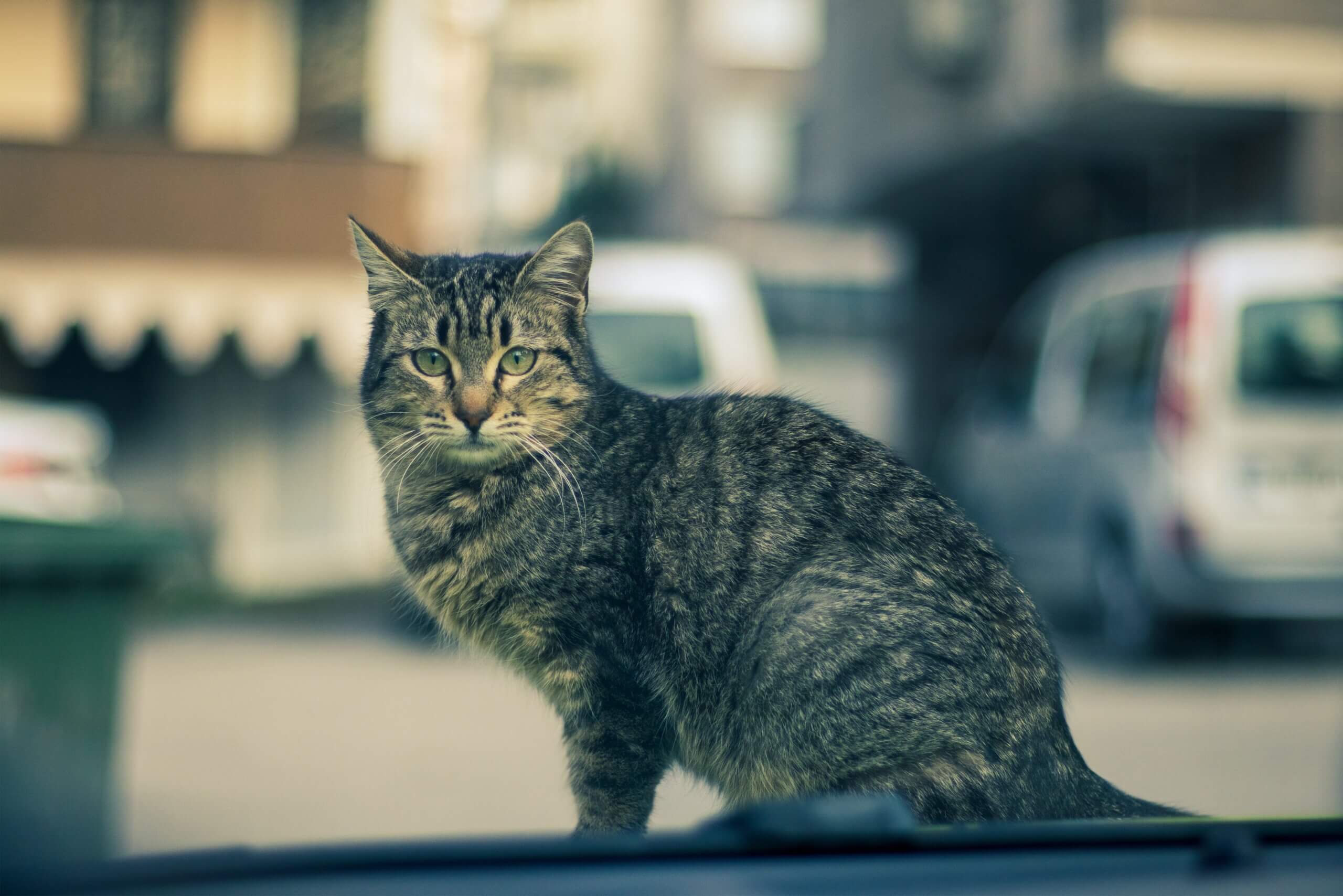 Nieuw Europees burgerinitiatief voor zwerfdieren