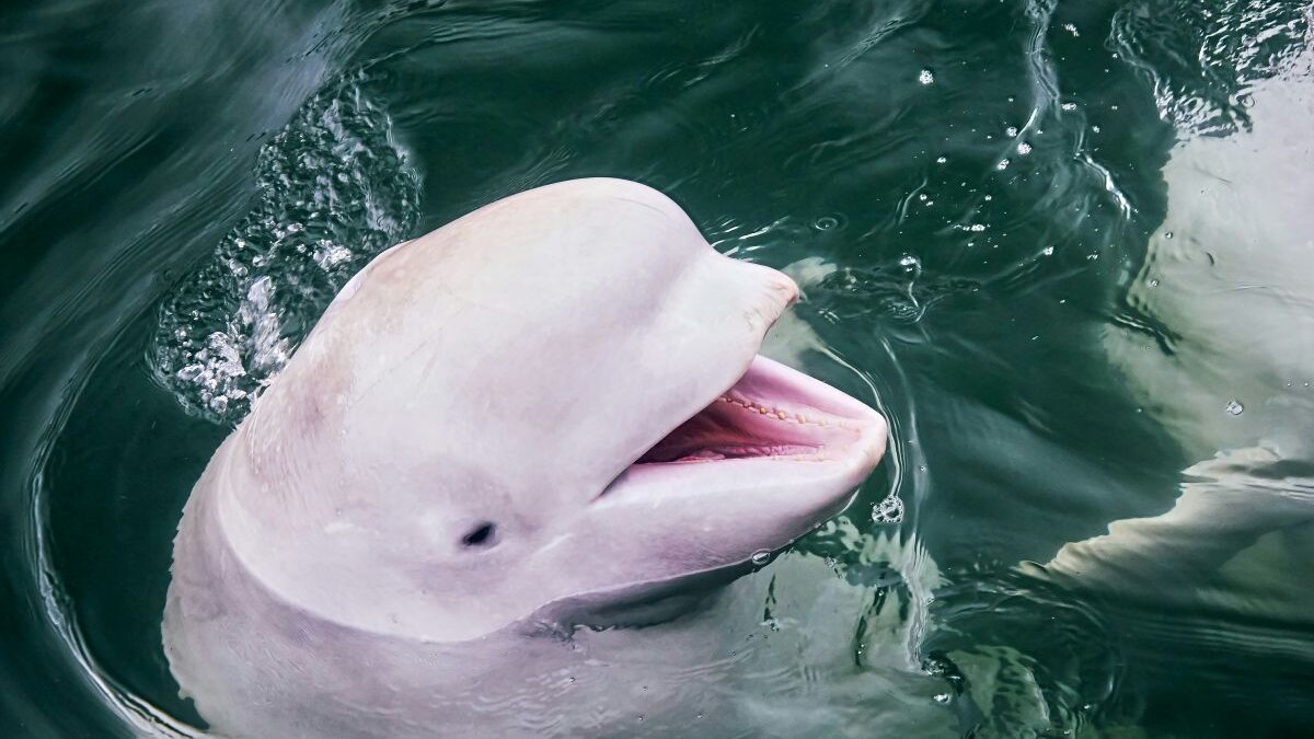 Binnen acht dagen drie beloega's gestorven in Shedd Aquarium