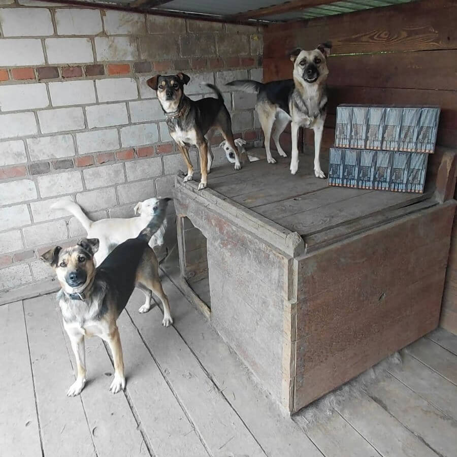 Deze honden gaan smullen van het gedoneerde voedsel 